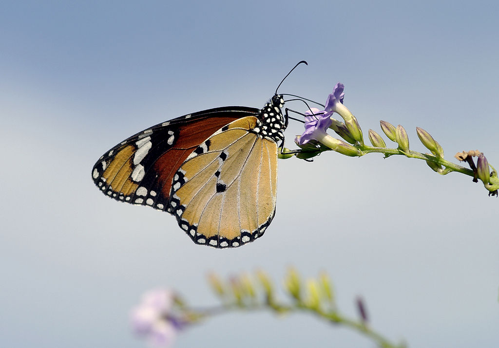 mariposa 